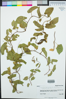 Calystegia sepium var. fraterniflora image