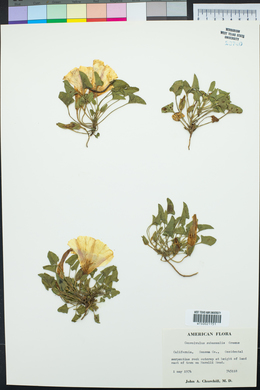 Convolvulus subacaulis image