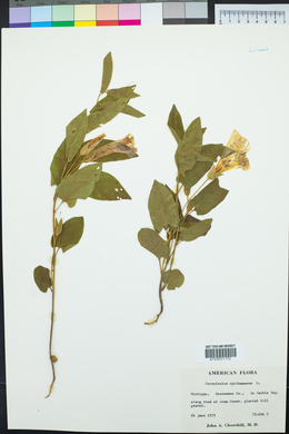 Convolvulus spithamaeus image