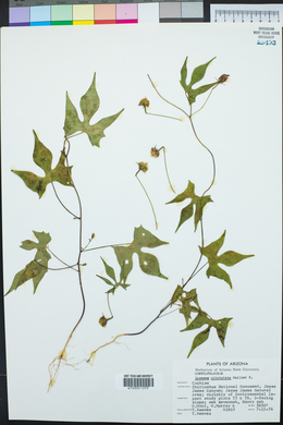 Ipomoea cristulata image