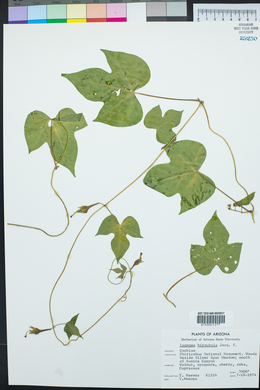 Ipomoea purpurea image