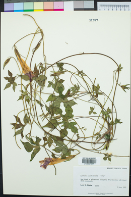 Ipomoea lindheimeri image