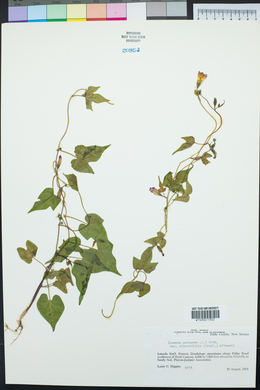 Ipomoea purpurea image