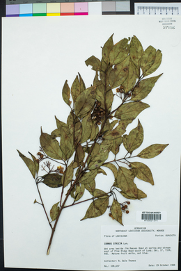 Cornus stricta image