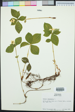 Cornus canadensis image