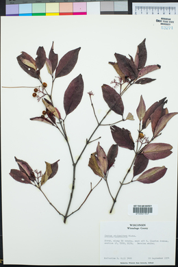 Cornus sericea subsp. sericea image